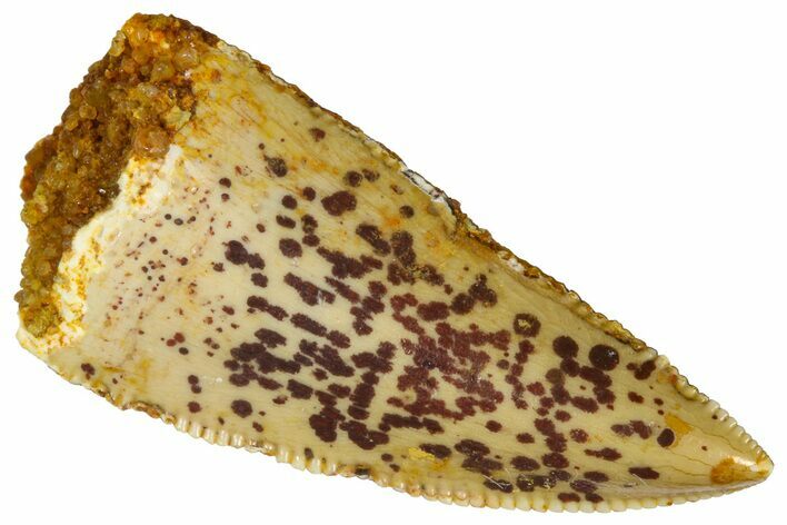 Serrated, Raptor Premaxillary Tooth - Real Dinosaur Tooth #361019